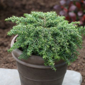 Tsuga canadensis Nana - Eastern Hemlock