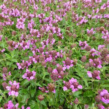 Prunella (x) webbiana Rosea - Brunelle hybride rose.