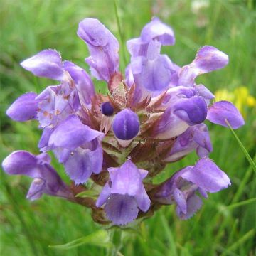 Prunella grandiflora Altenberg Rosa - Self-heal