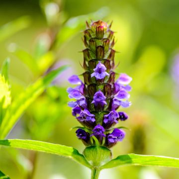 Prunella vulgaris - Self-heal