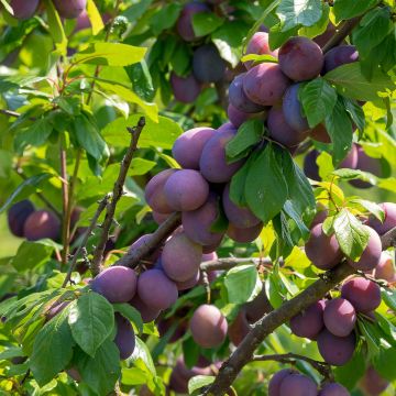 Prunus domestica Altesse Simple - Common plum