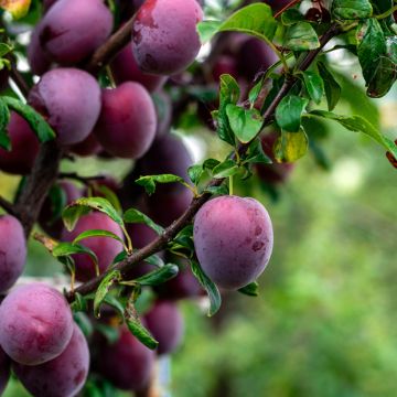 Prunus domestica Anna Spath - Common plum