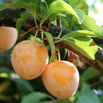 Prunus domestica Des Béjonnières - Common plum