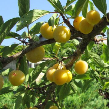 Prunus Mirabelle de Metz Organic Plum Tree