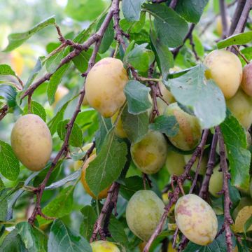 Prunus domestica Monsieur Jaune - Common plum