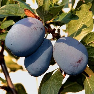 Prunus domestica Mr Hâtif - Organic Common plum