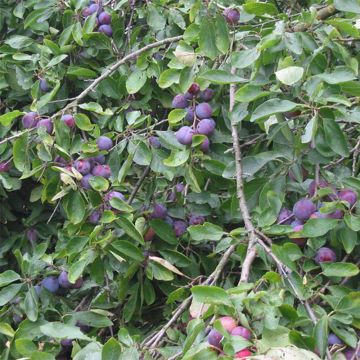 Prunus domestica Opal - Common plum