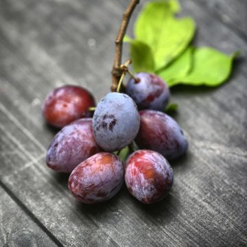 Prunus domestica Président - Common plum