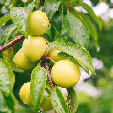 Prunus domestica Prune d'Ente Blanche - Common plum