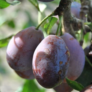 Prunus domestica Prune d'Ente - Common plum