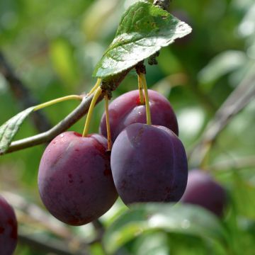 Prunus domestica Mr. Hâtif - Common plum