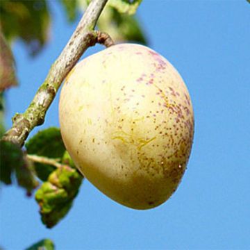 Prunus domestica Quetsche Blanche de Létricourt - Common plum