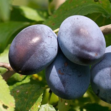 Prunus domestica Stanley - Common plum