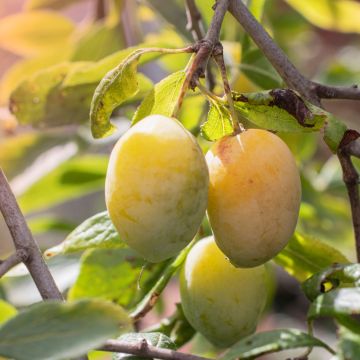 Prunus domestica Quetsche Blanche de Létricourt - Organic Common plum