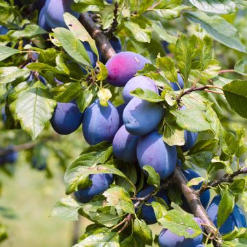 Prunus domestica Altesse Double - Common plum