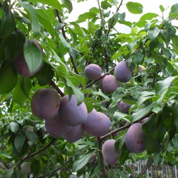Prunus domestica Reine Claude violette - Common plum