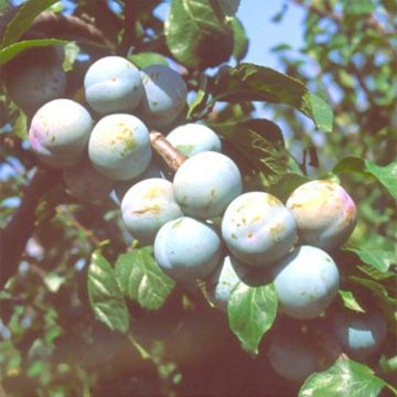 Prunus domestica Reine Claude de Bavay - Organic Common plum