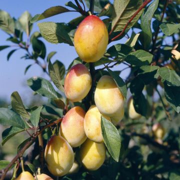 Prunus domestica Thames Cross - Common plum