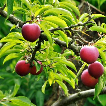 Japanese Plum Allo Organic - Prunus salicina