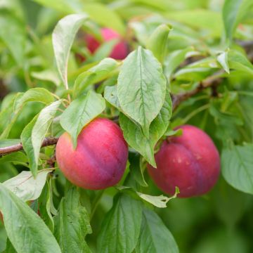 Methley or Metley Organic Japanese Plum - Prunus salicina