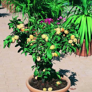 Prunus domestica  Goldust - Common plum