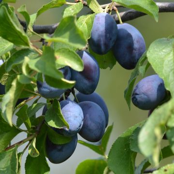 Prunus domestica Fruit Me Plum Me - Common plum