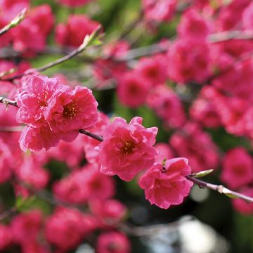 Prunus persica Taoflora Red - Pêcher à fleurs rouge framboise