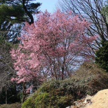 Prunus campanulata (x) incisa Okame