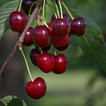 Prunus Carmine Jewel - Dwarf Cherry