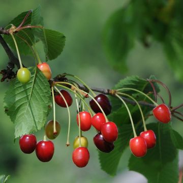 Prunus cerasus Anglaise Hâtive - Tart Cherry Tree