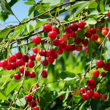 Prunus cerasus Cerise Allégria Delbard - Tart Cherry Tree