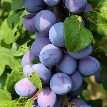 Prunus domestica Fruit Me Plum Me Angeleno - Common plum