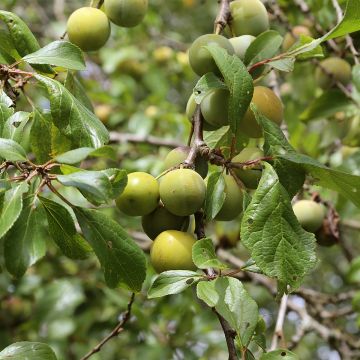 Prunus domestica Reine Claude Moissac - Common plum