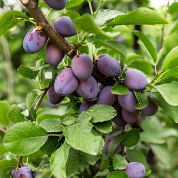 Prunus domestica Węgierka Zwykła - Common plum