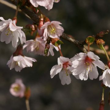 Prunus incisa Mikinori - Cherry