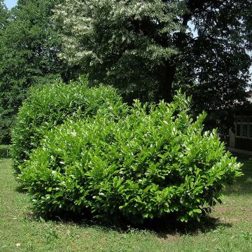 Prunus laurocerasus Etna- Cherry Laurel