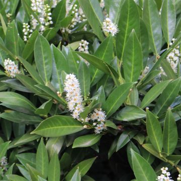 Prunus laurocerasus Caucasica - Caucasian Laurel