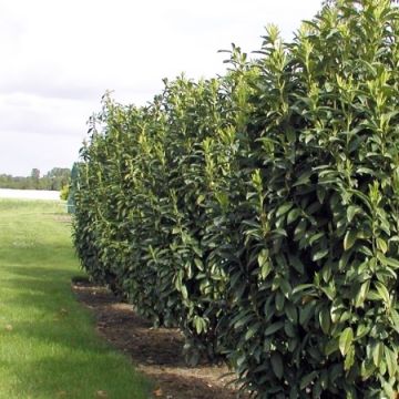 Prunus laurocerasus Genolia - Cherry Laurel