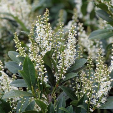 Prunus laurocerasus Mano - Cherry Laurel