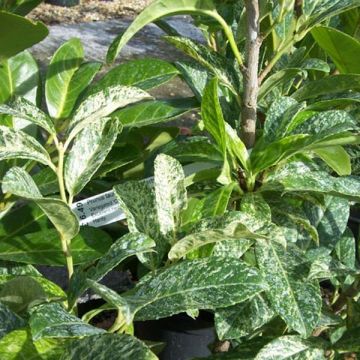 Prunus laurocerasus Marbled White - Cherry Laurel