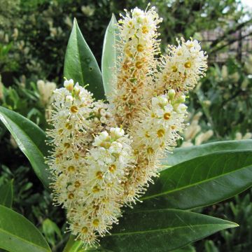 Prunus laurocerasus Otto Luyken - Cherry Laurel