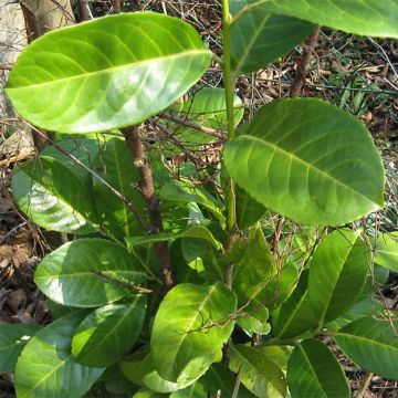 Prunus laurocerasus - Cherry Laurel