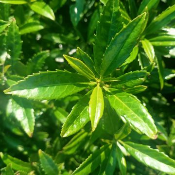 Prunus laurocerasus SOFIA - Cherry Laurel