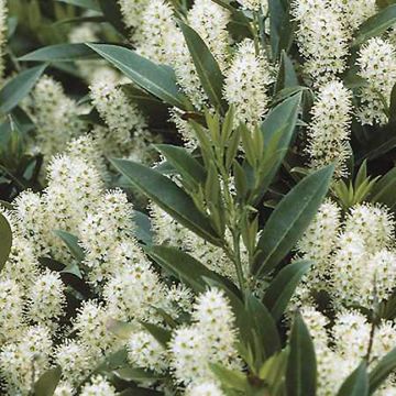 Prunus laurocerasus Zabeliana - Cherry Laurel