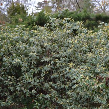 Prunus lusitanica Variegata - Portuguese Laurel