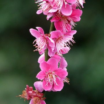 Prunus mume Beni Chidori