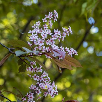 Prunus padus Colorata - Bird Cherry