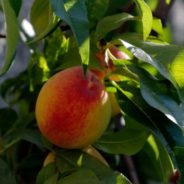 Prunus persica Triumph - Peach Tree