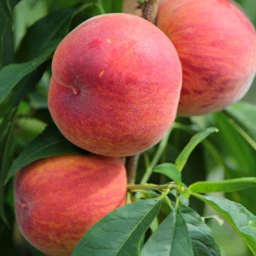 Prunus persica Suncrest - Peach Tree