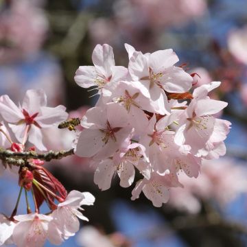 Prunus sargentii - Sargent's Cherry